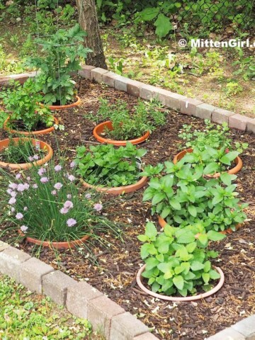 Herb Garden