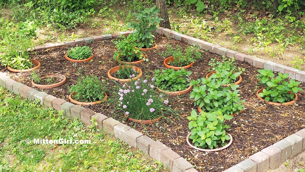 My backyard herb garden