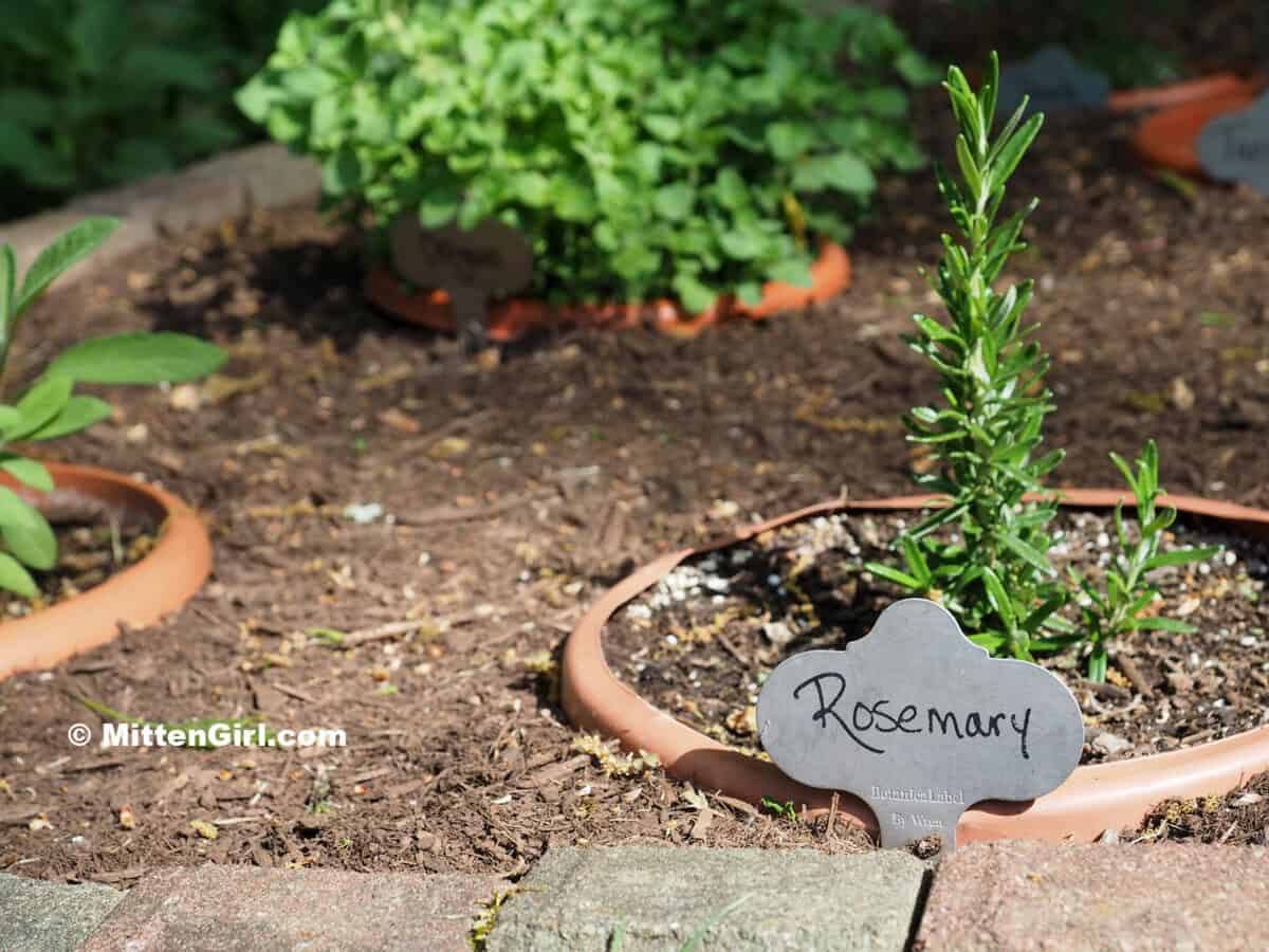 Pots of herbs sunk in the ground with metal tags marking the plants.