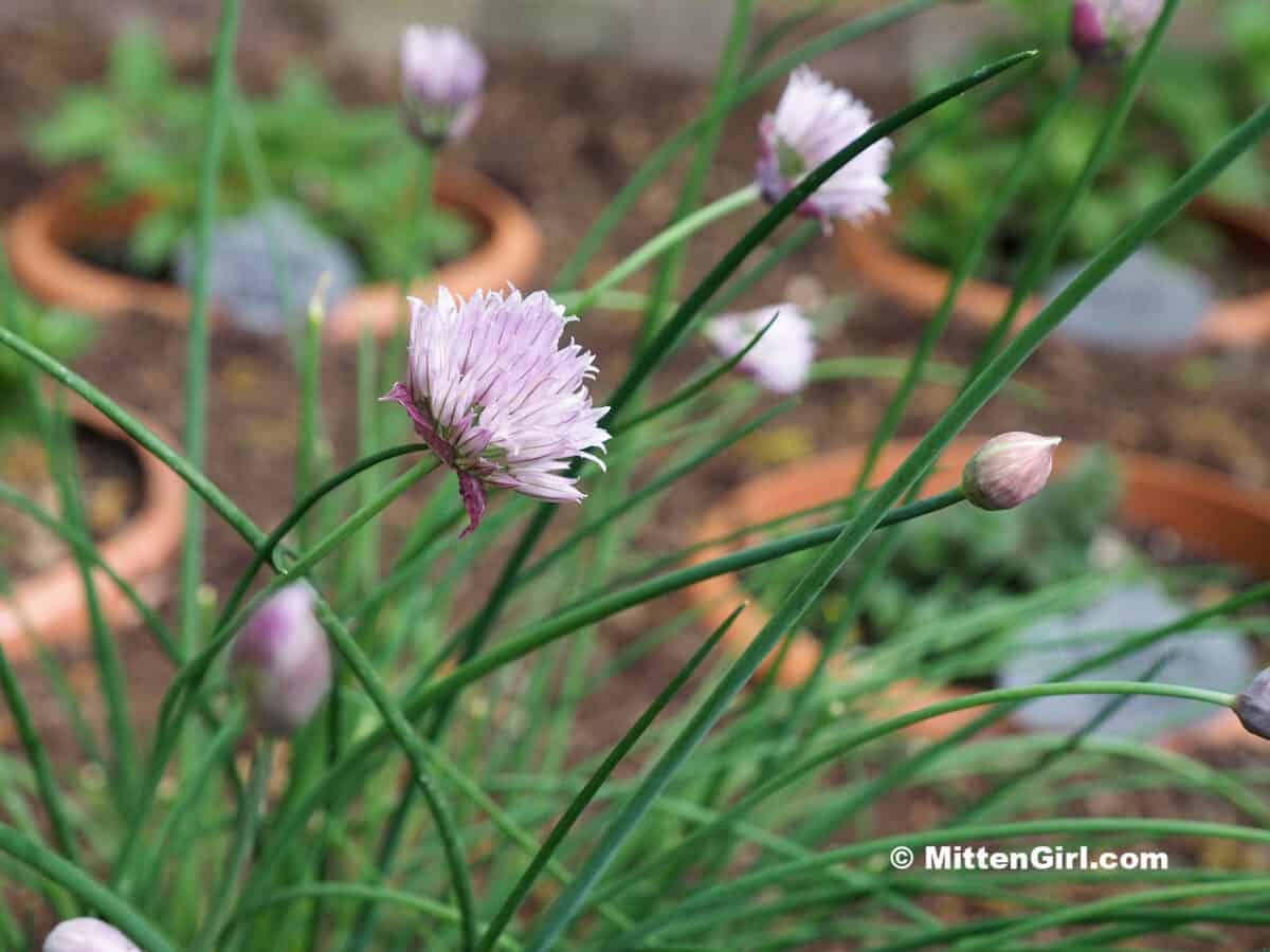 Purple flowers on a chive plant