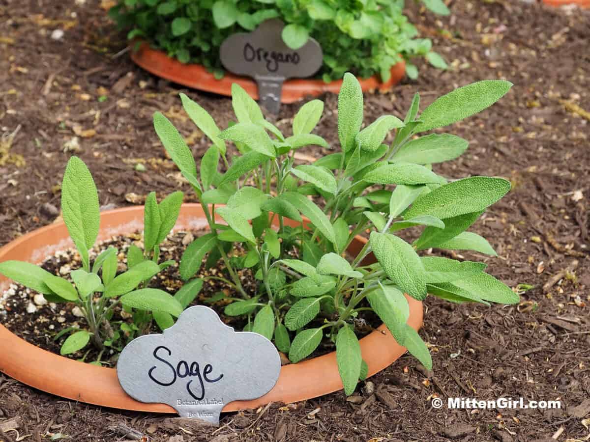 Pots of herbs sunk in the ground with metal tags marking the plants.