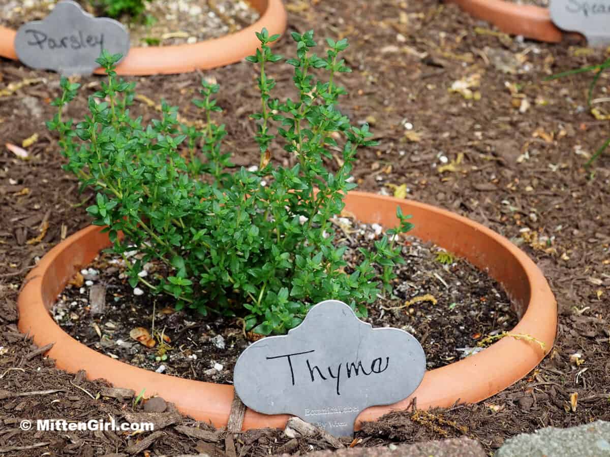 Pots of herbs sunk in the ground with metal tags marking the plants.