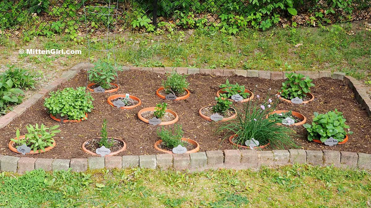 My backyard herb garden with 14 plants in pots, buried in the ground. 