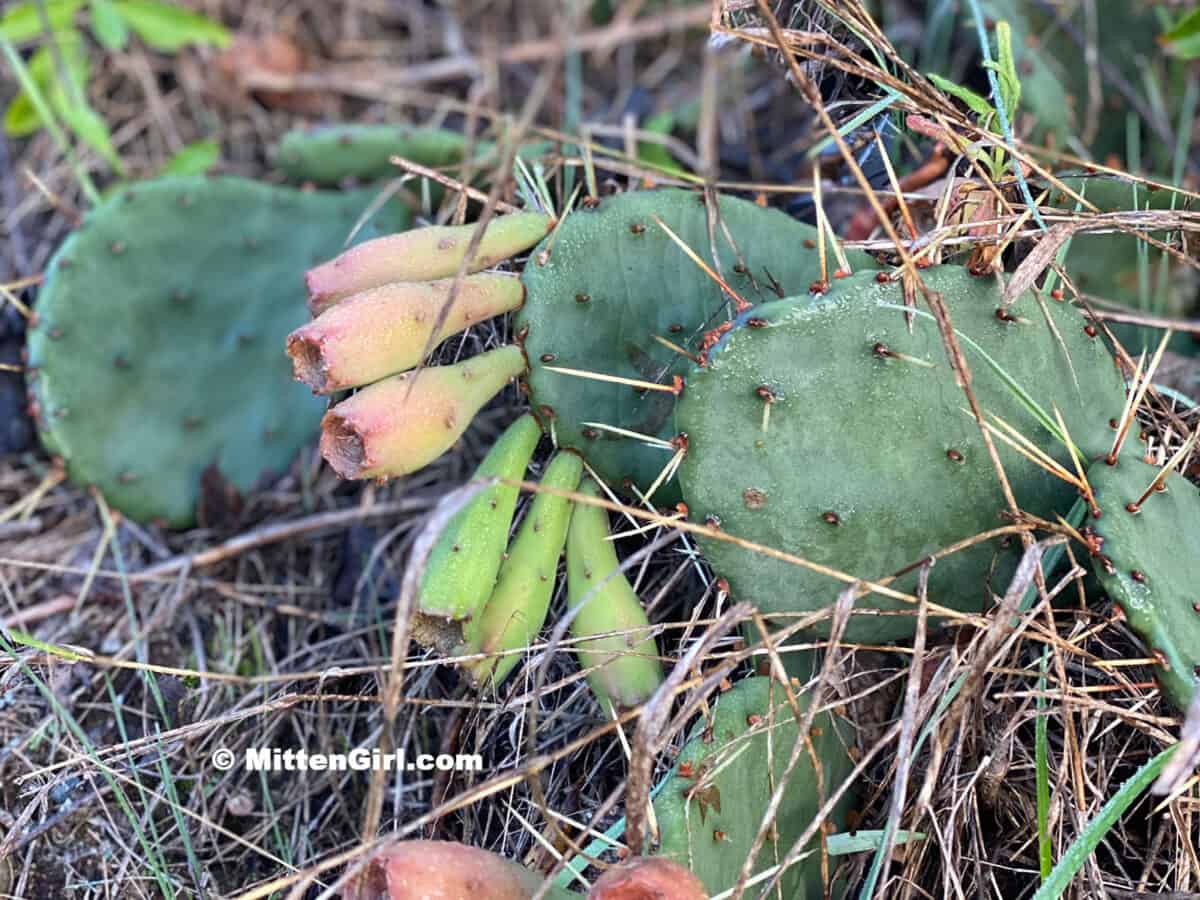 Prickly Pear Cactus growing in Michigan!