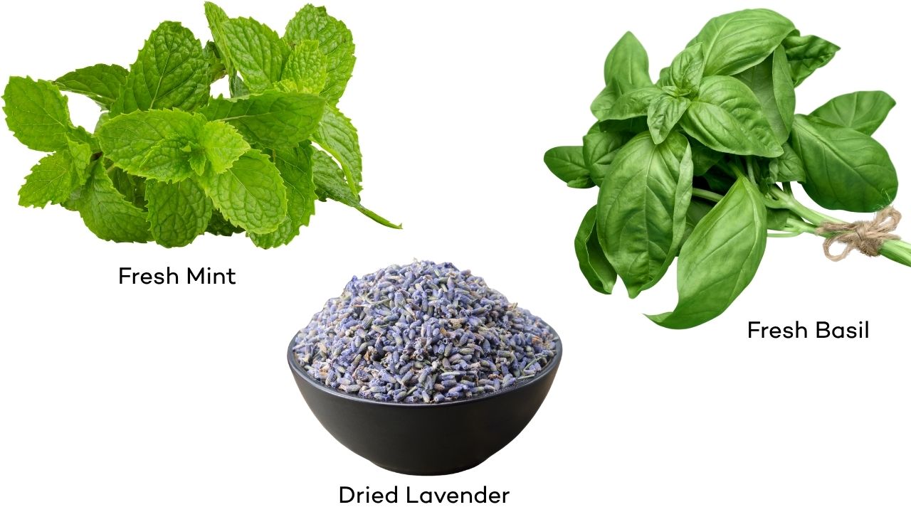 Photo of fresh mint, fresh basil, and dried lavender.